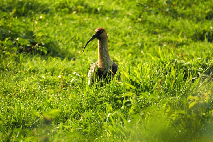 Ibis de cara negra. Caminata Santuario el Cañi.