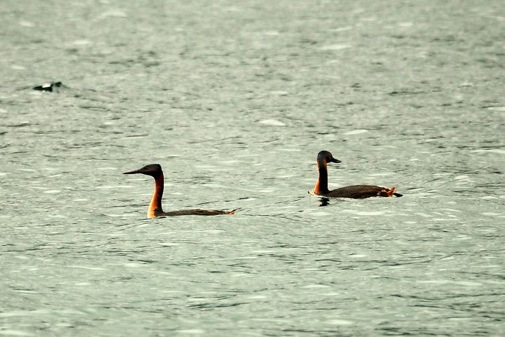 El lago Caburgua
