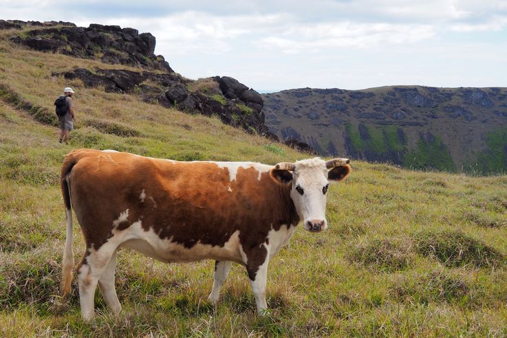 Vaca en el cráter del volcán Rano Kau - Isla de Pascua