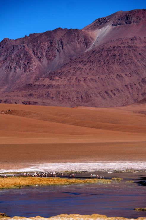 The Pujsa Salt Flat - Atacama Desert