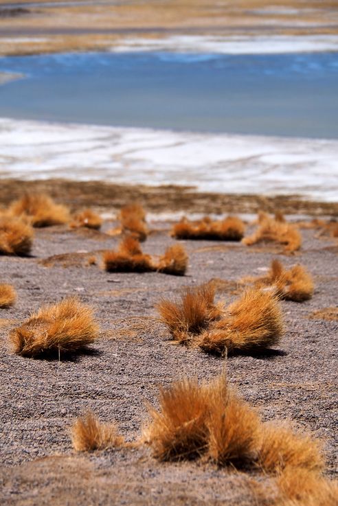 Fescue festuca orthophylla - Atacama Desert