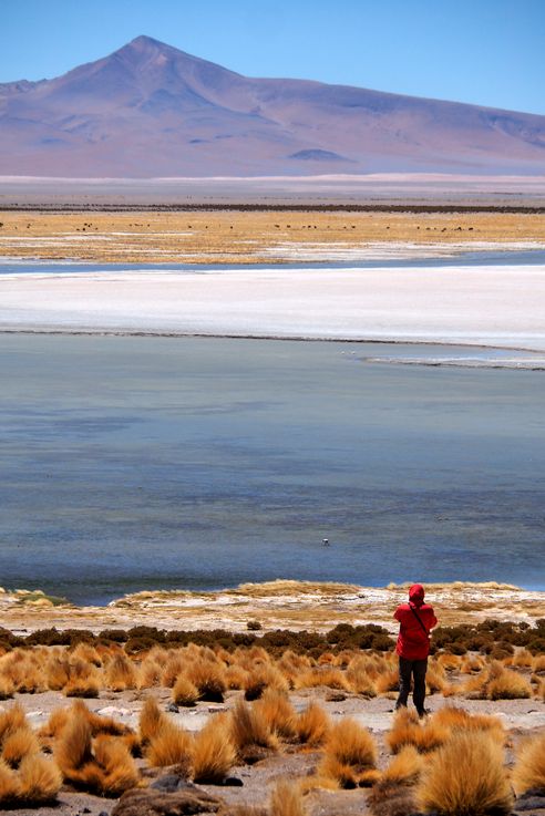 The Tara Salt Flat - Atacama Desert