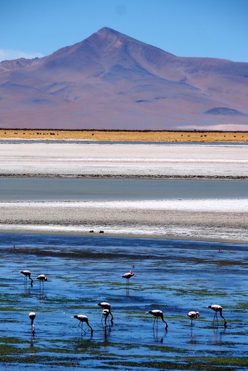 The Tara Salt Flat - Atacama Desert
