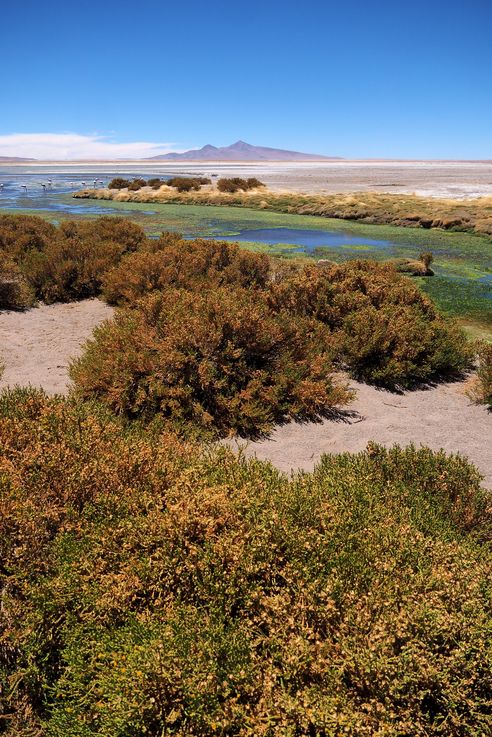 The Tara Salt Flat - Atacama Desert