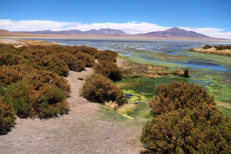The Tara Salt Flat - Atacama Desert