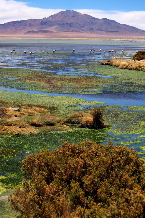 The Tara Salt Flat - Atacama Desert
