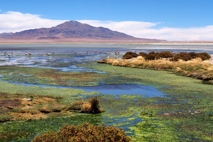 The Tara Salt Flat - Atacama Desert
