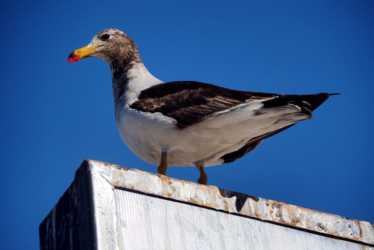 Gaviota de Belcher en Antofagasta - desierto de Atacama