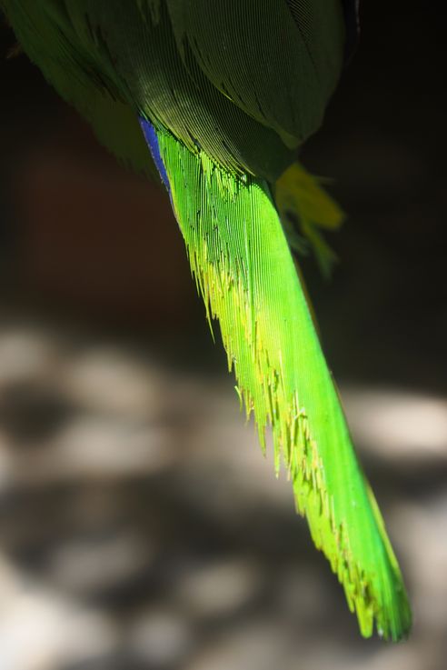 Cola de amazona de frente roja