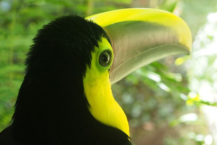 Tucán pico iris