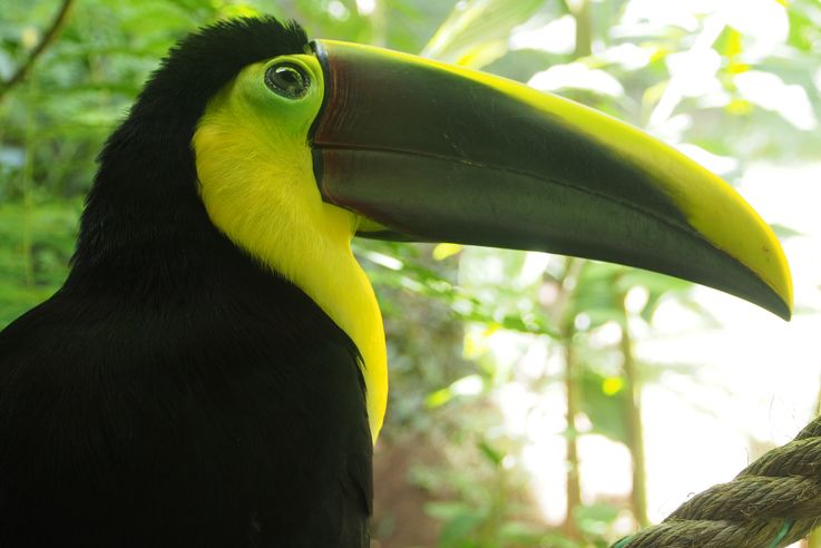 Tucán pico de quilla