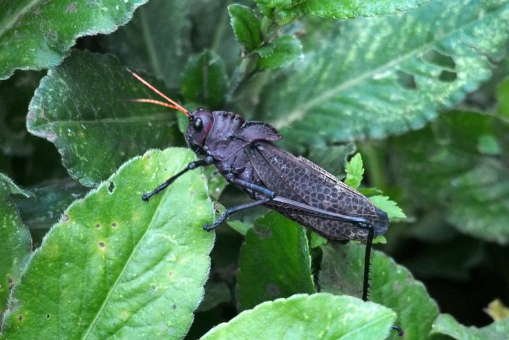 Saltamontes negro