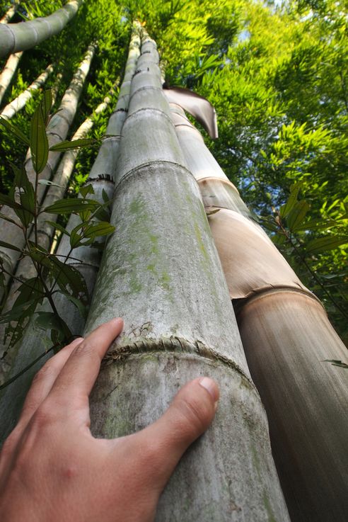 Bambous au jardin botanique Lankaster de Cartago