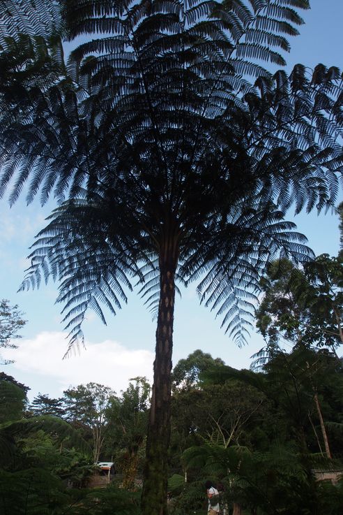 Au jardin botanique Lankaster de Cartago