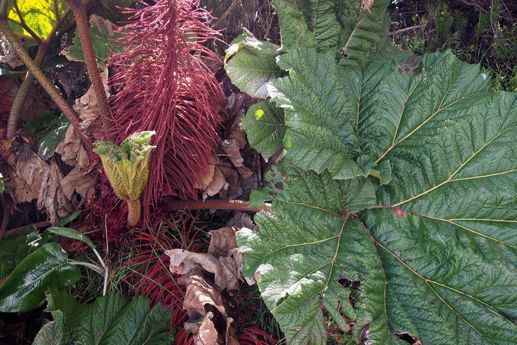 Parapluies du pauvre (gunnera sp.)