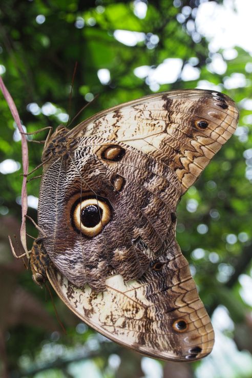 Papillon hibou