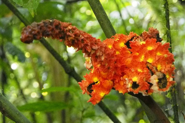 Flower at the Arenal hanging bridges