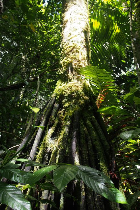 Giant roots at the Arenal hanging bridges