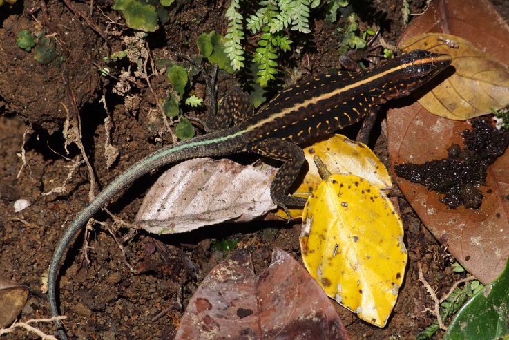 Holcosus festivus lizard