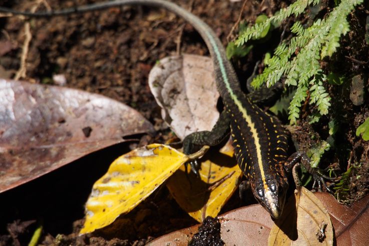 Holcosus festivus lizard