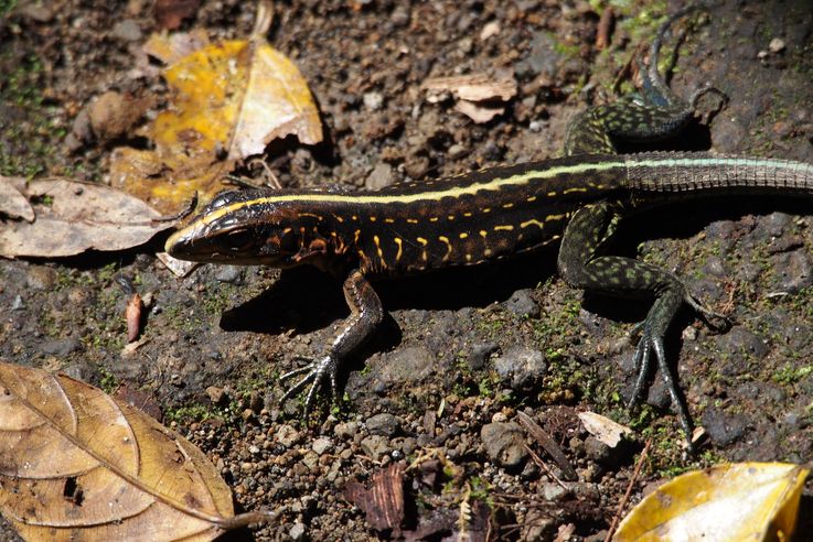 Holcosus festivus lizard