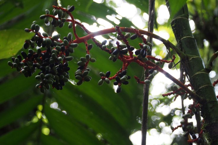 At Arenal hanging bridges