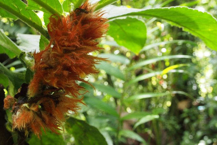 Plant at the Arenal hanging bridges