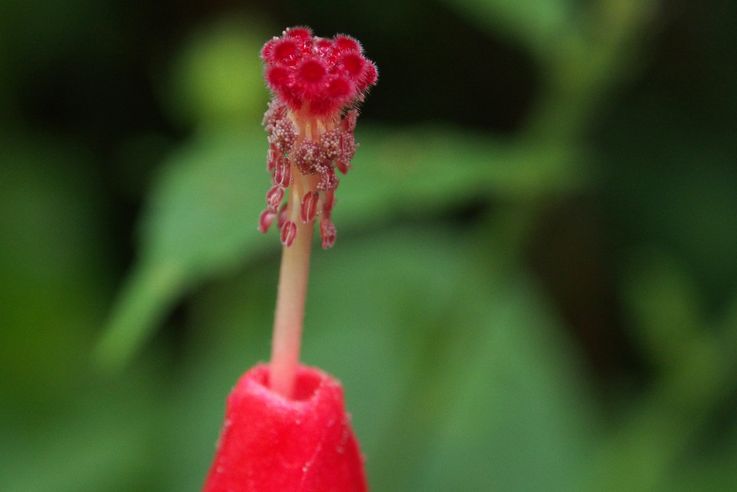 Plant at the Arenal hanging bridges