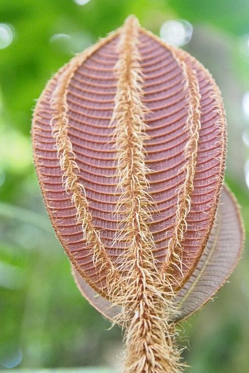 Plant at the Arenal hanging bridges