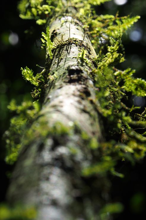 Branch at Arenal hanging bridges