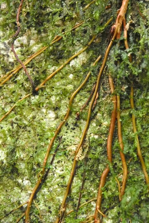 Root at Arenal hanging bridges