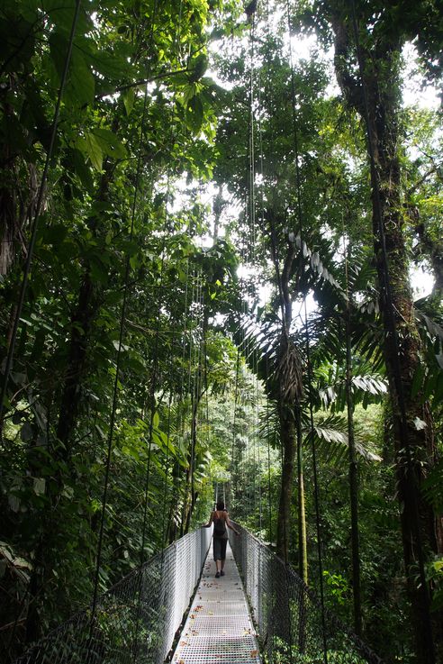 Suspension bridge at Arenal hanging bridges