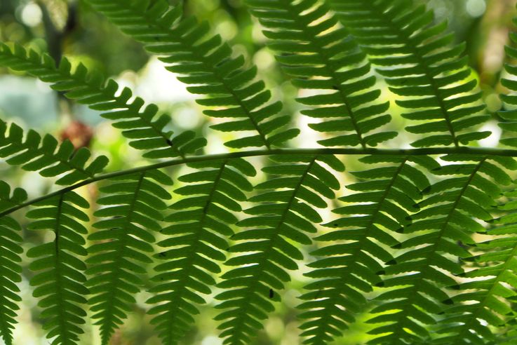 Fern at the Arenal hanging bridges