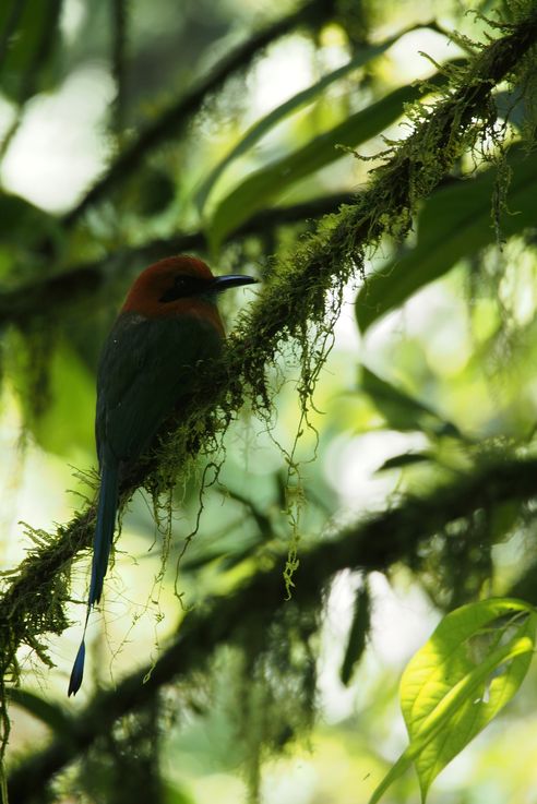Broad-billed motmot