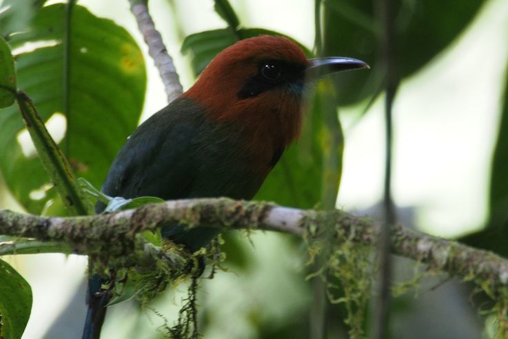 Broad-billed motmot