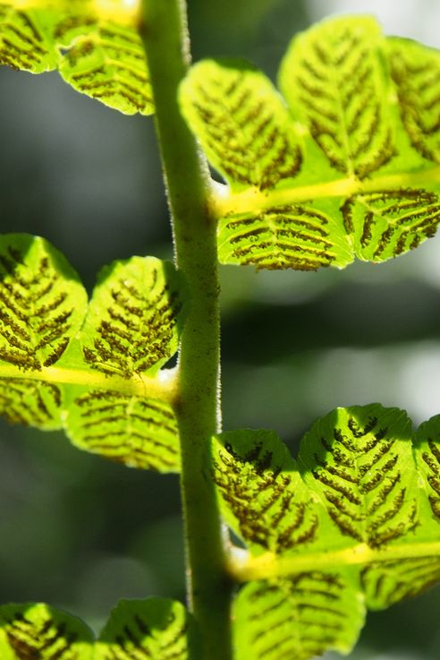 Fern at the Arenal Hanging bridges