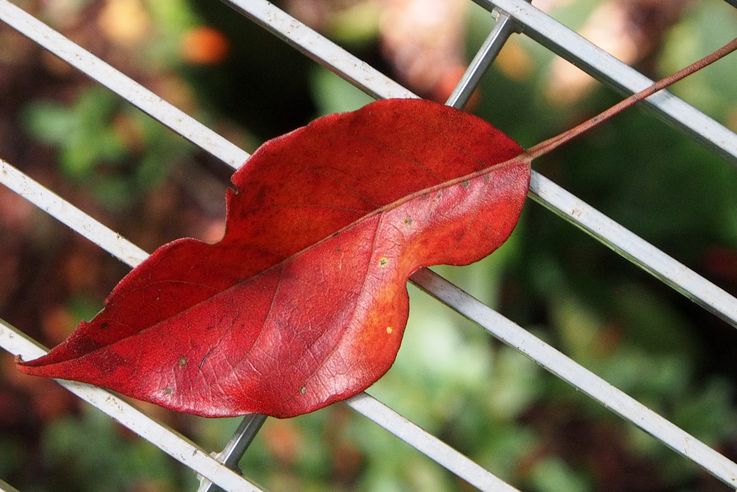 Red leaf at the Arenal Hanging bridges