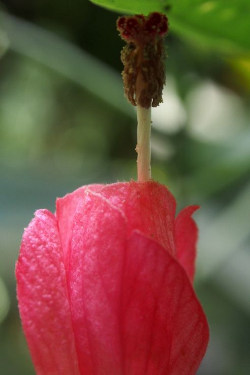 Flower at Arenal Hanging bridges