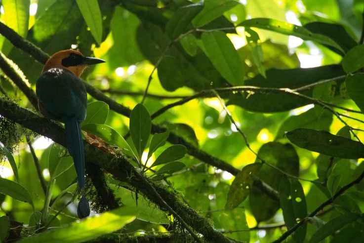 Broad-billed Motmot