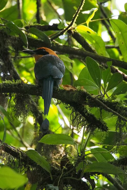 Broad-billed Motmot