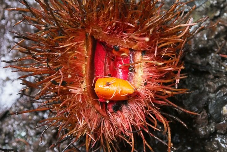 Fruit in Monteverde National Park