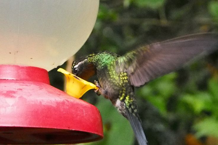 Hummingbird in Monteverde Park