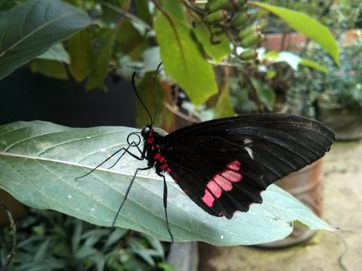 Butterfly at La Paz Waterfalls Gardens Park
