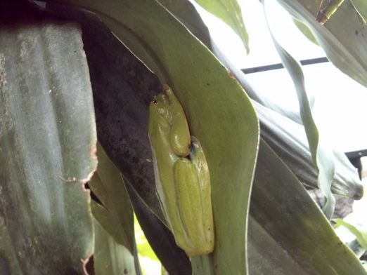 Red-eyed tree frog (Agalychnis callidryas)