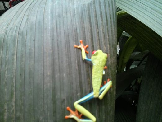 Red-eyed tree frog (Agalychnis callidryas)