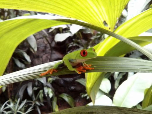 Red-eyed tree frog (Agalychnis callidryas)