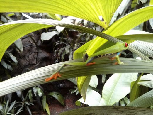 Red-eyed tree frog (Agalychnis callidryas)