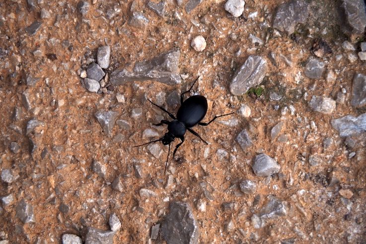 Sanctuaire de Delphes