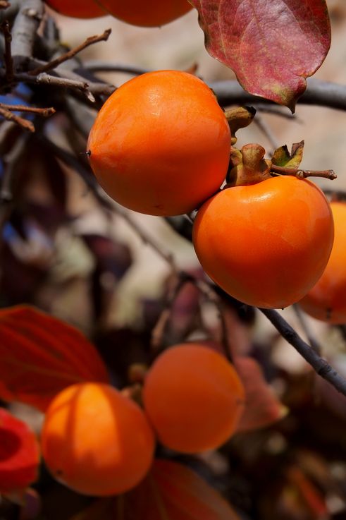 Cherry plum tree at Varlaam Monastery in Meteora