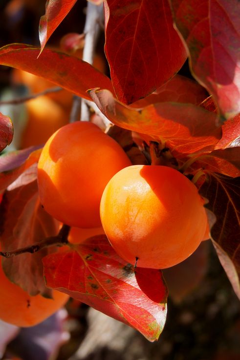 Cherry plum tree at Varlaam Monastery in Meteora